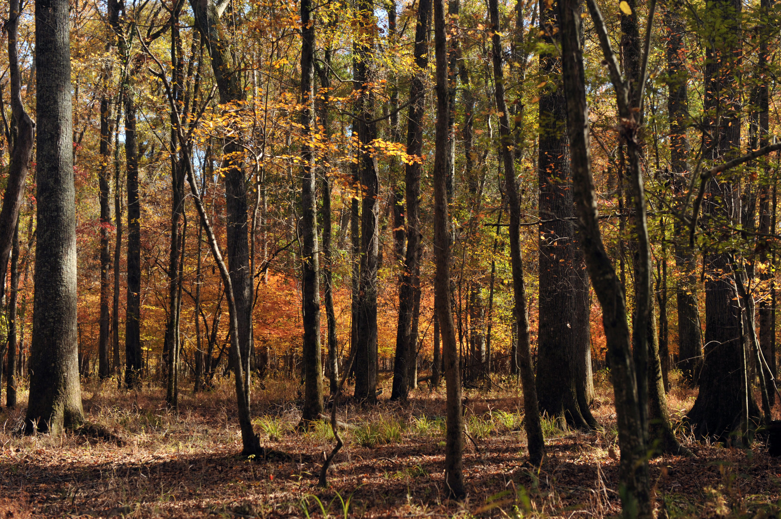 The Carolina Thread Trail Regional Network Of Trails