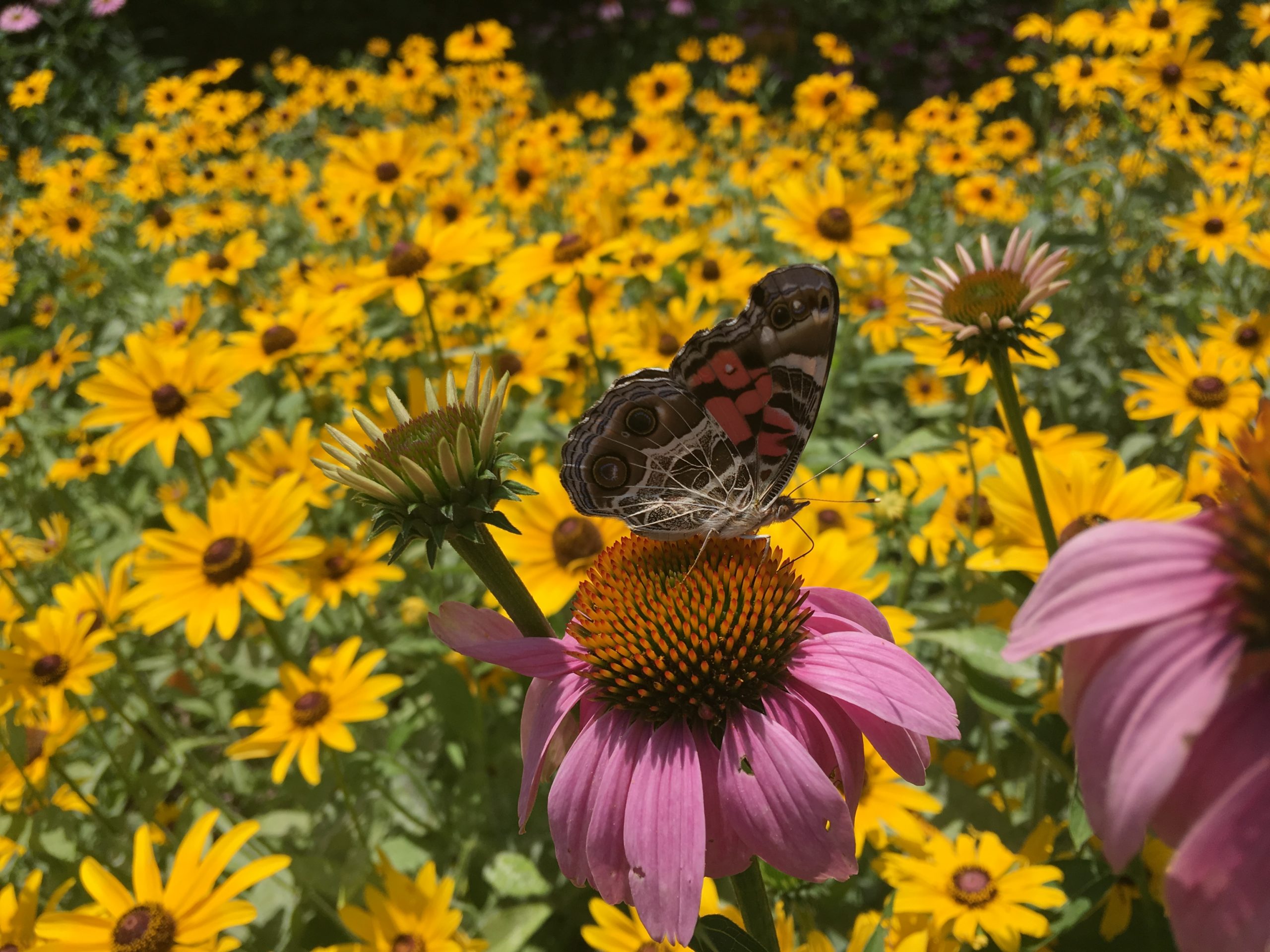 Green Places: Restoring Pockets of Nature in Charlotte | The Carolina ...